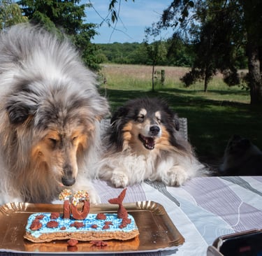 gâteau d'anniversaire pour chiens