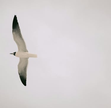 🐦 Aves: Características, Espécies e Como Elas Se Adaptam aos Mais Diferentes Ambientes do Mundo