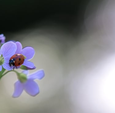 a ladybug ladybug ladybug ladybug ladybug