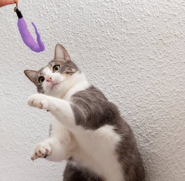 cat playing at Fido's Pet Sitters Lynnwood washington