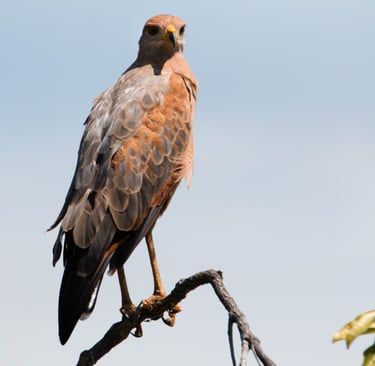 Bird. Biodiversity in our projects, Terra Forest Colombia