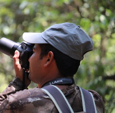Daman photographiant un oiseau dans le Parc National de Bardiya