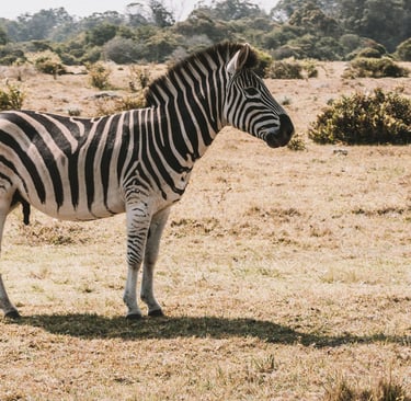 Zebra