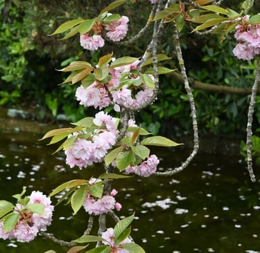 piccoli fiori giapponesi ripresi da vicino con sfondo di ninfee e piccolo corso d'acqua