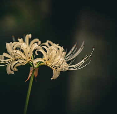 a rare blossom thriving in its own time, representing inner value over external validation