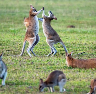 Two playful kangaroos in a field, capturing the essence of Australian wildlife
