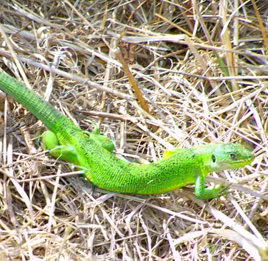 Lézard vert