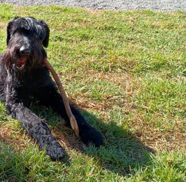 perro lanudo descansando tomando el sol jugando con un palo de madera