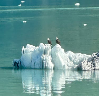 Bald Eagles Alaska cruise