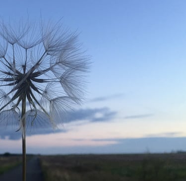 A delicate dandelion seed head against a twilight sky, symbolizing fragility and transformation.