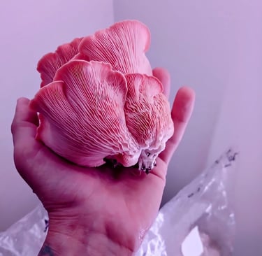 pink oyster mushroom grown in warm wheather