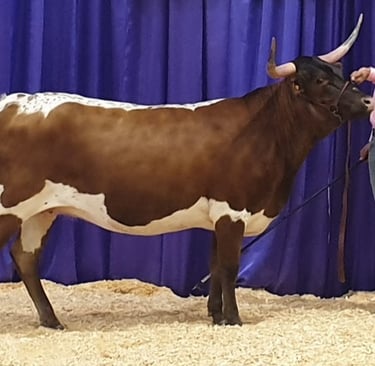 Show winning Miniature Texas Longhorn Cow