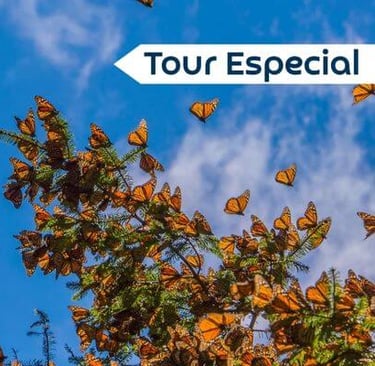 Mariposas Monarca - Tour Mariposa Monarca saliendo de Morelia