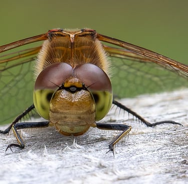 Southern Hawker Dragonfly