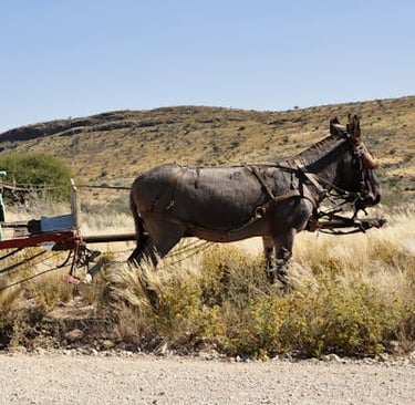 a man in a cowboy hat and a horse drawn carriage