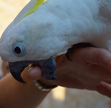 unwanted bird behaviour