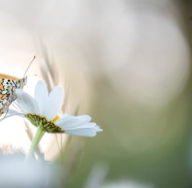 a butterfly butterfly on a flower in a field