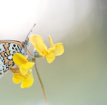 a butterfly butterfly on a flower with a blurry background
