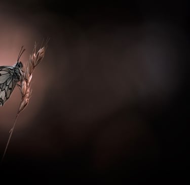 a butterfly butterfly on a plant with a dark background