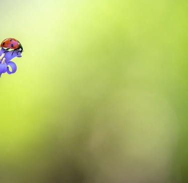 a ladybug ladybug ladybug ladybug ladybug