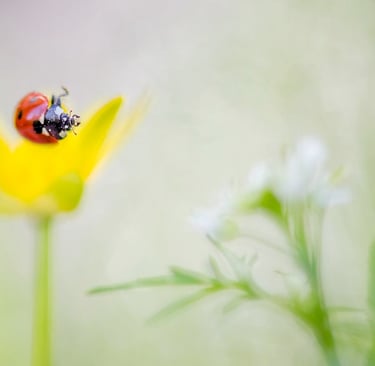 a ladybug ladybug ladybug ladybug ladybug