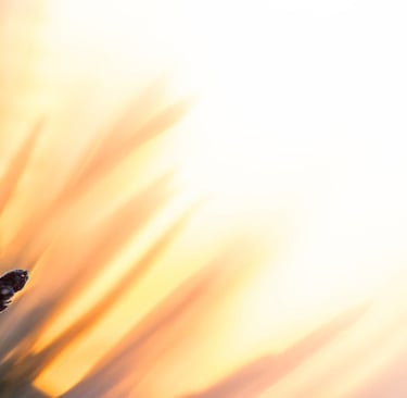 a ladybug ladybird on a branch of a tree