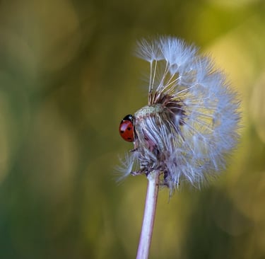 a ladybug ladybug buggy sitting on a stick