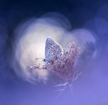 a butterfly butterfly on a flower in a blurry background