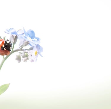 a ladybug ladybug ladybug ladybug ladybug