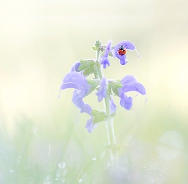 a ladybird on a flower in a field