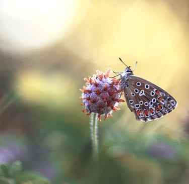 a butterfly butterfly on a flower with a blurry background