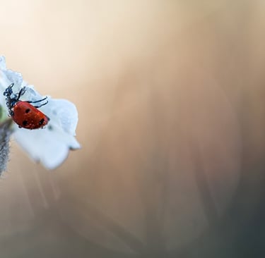 a ladybug ladybug ladybug ladybug ladybug