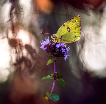 a butterfly butterfly on a flower with a blurry background