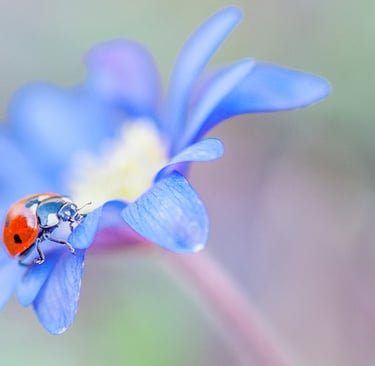 a ladybug ladybug ladybug ladybug ladybug