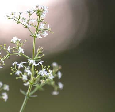 a butterfly butterfly on a flower with a blurry background