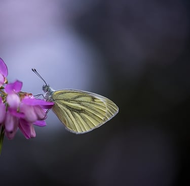 a butterfly butterfly on a flower with a blurry background