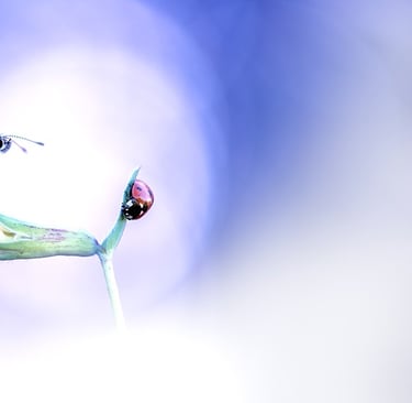 a butterfly on a flower with a ladybug on it