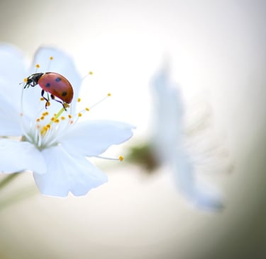 a ladybug ladybug beetle beetle beetle beetle beetle beetle beetle beetle beetle