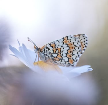 a butterfly butterfly on a flower with a blurry background