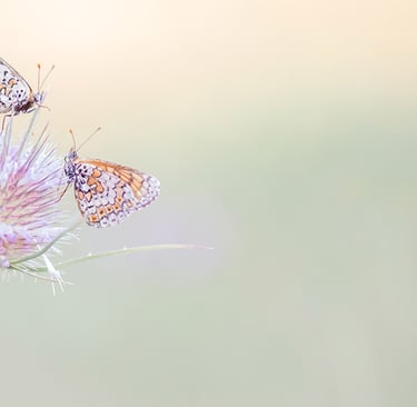 three butterflies on a flower with a blurry background