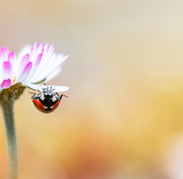 a ladybug ladybug ladybug ladybug ladybug