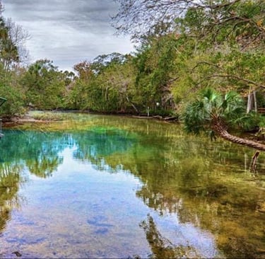 Florida spring with manatees