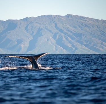 Whale Watching Maui Buckelwale