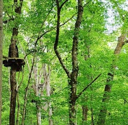 Knoxville, Tennessee Travel - Navitat Canopy Adventure with zipline & obstacle course at Ijams