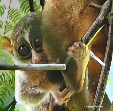 slender loris