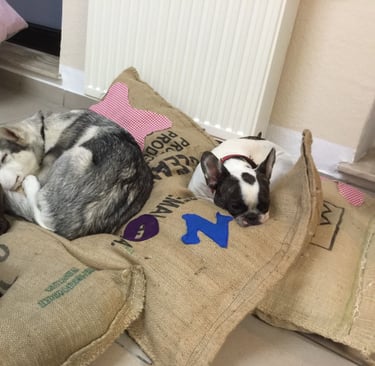 zwei Bulldoggen und ein Husky Mix schlafen auf Kissen