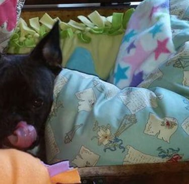 dunkle Bulldogge sitzt zwischen Kissen