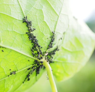Invasion de pucerons noirs sous une feuille verte sur un balcon potager urbain