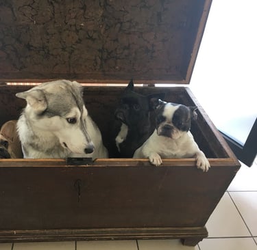 drei Bulldoggen und ein Husky Mix sitzen in einer Thruhe