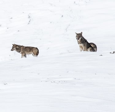 Ou voir des loups en france